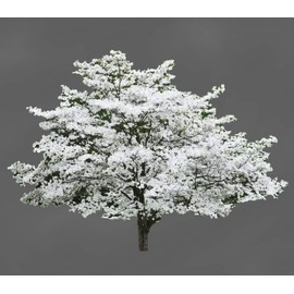 Cherokee Princess Dogwood Flowering Tree - Live Plant Shipped 3 Feet Tall by DAS Farms (No California)