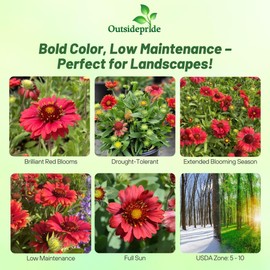 Outsidepride Gaillardia Grandiflora Mesa Red Blanket Seeds for Planting - 25 Pcs Perennial Flower Seeds, Heat & Drought Tolerant for Xeriscaping, Borders, & Small Garden Spaces