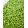 Live Dwarf Water Lettuce - Pistia Stratiotes, Floating Aquarium Plants
