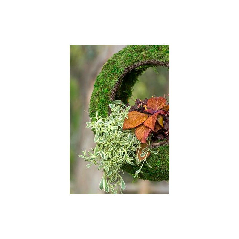 SuperMoss (56904) Sunrise Bird Feeder Hanging Outdoor Décor Handwoven Wicker