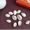 Satvik 11 Pc White Kodi/Kauri for Lakshmi Puja|Cowrie/Kawri Kodi Sea