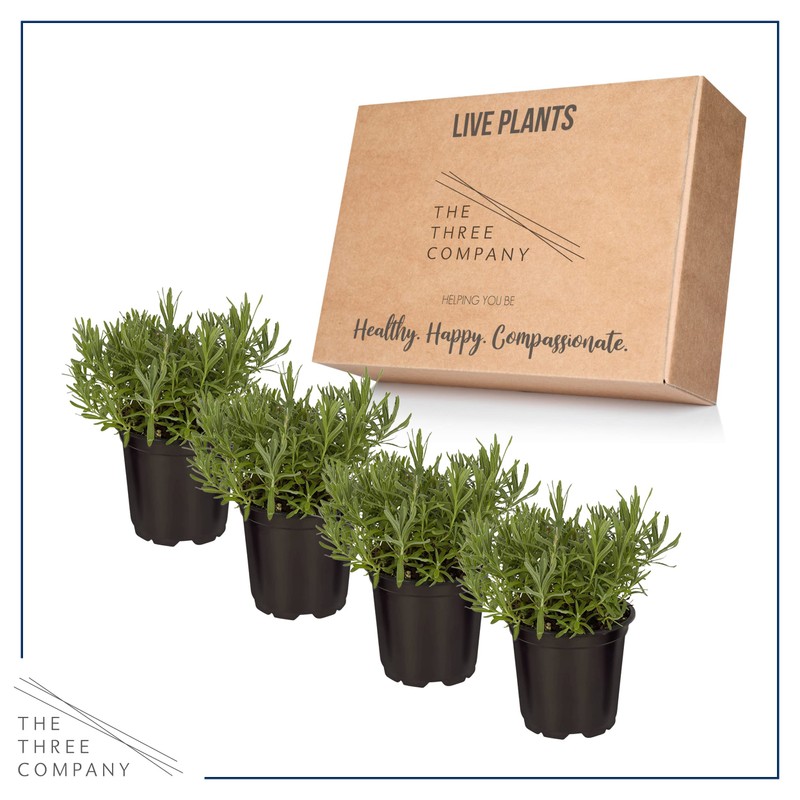 Live Aromatic and Edible Herb - Lavender (4 Per Pack),
