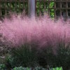 Outsidepride Pink Muhly Ornamental Grass Seeds - 100 Pcs, Perennial,