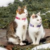 ARING PET 2 Pack Cat Collars-Cute Breakaway Cat Collar with