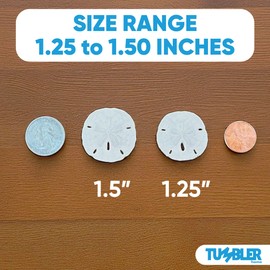 Tumbler Home Small Natural White Sand Dollars - 100 pcs - Wedding Sea Shell for Craft 1 1/4" to 1 1/2" - Real Sanddollars Hand Picked and Packed in Florida