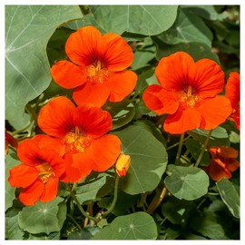Everwilde Farms - 1 Lb Empress of India Nasturtium Wildflower Seeds - Gold Vault