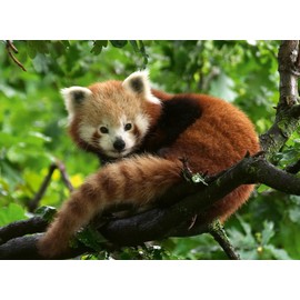 Ravensburger Puzzle 12000369 - Cute Red Panda - 500 Pieces Puzzle for Adults and Children from 12 Years, Animal Puzzle