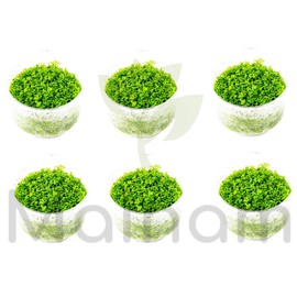 Mainam (1-Cup) Dwarf Baby Tears Carpet Imported Direct from Grower Live Aquarium Plants Decoration Tissue Culture for Freshwater Aquatic Plant Tank