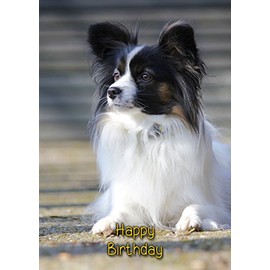 Papillon Dog Birthday Card
