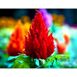 Celosia Plumosa Mix Plumed Cockscomb Woolflower About 200 Non-GMO Seeds for Planting Exotic Flower
