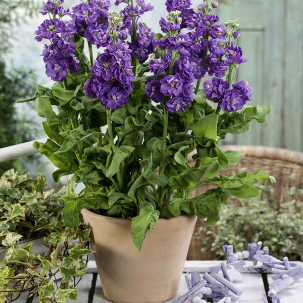 Outsidepride Stock Blue - 2000 Seeds