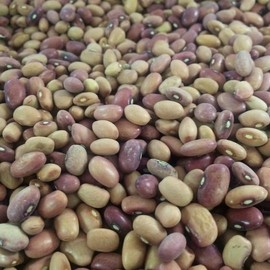 Pink Half, Runner Bean (aka Peanut Bean) (Phaseolus vulgaris) Vegetable Seeds, nutty flavor when dried, Seeds by MySeeds.Co, You Choose Amount (1/4 LB)