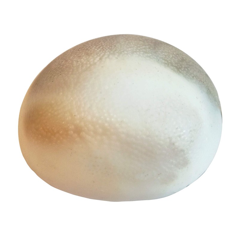 Pooja Ghar Big Original Gomati Chakra Shubh Energized Mantra Siddha