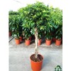 Umbrella Tree Gold Capella | 1 Extra Large Trade 3