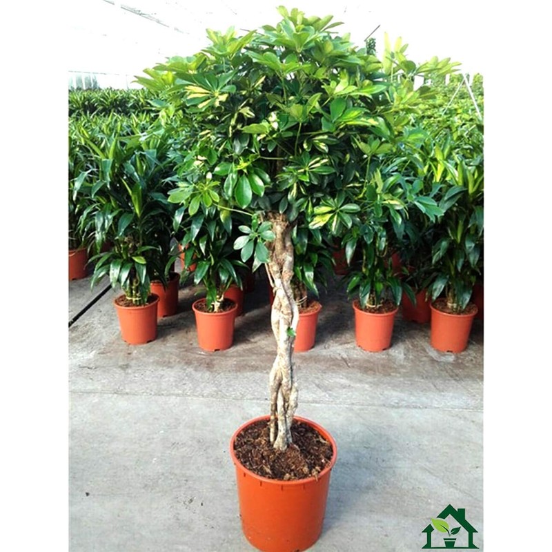 Umbrella Tree Gold Capella | 1 Extra Large Trade 3