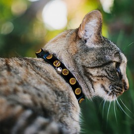 Buckle-Down Sunflower Face Black, Breakaway Cat Collar with Bell, Plastic Clip, Easy Adjustable, 8.5 to 12"-0.5" Wide