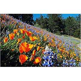 California Native Mixed Wildflowers - 13 Varieties of California Natives .5 Oz.