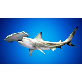 Fish N Rigs 6' Shark Fishing Leader Rig w/ Swivel ~ Mustad 12/0 Circle Hook 480lb Cable  - 6 FEET