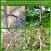 Pack of 30 Branch Separators for Fruit Trees, 8/10 cm