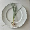 ONE Mondo Grass Plant Bare Roots-Live Terrarium Decor - Easy
