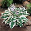 Patriot Variegated Hosta - Live Plant - Quart Pot