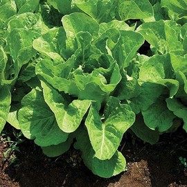Park Seed Lettuce Salad Mix Edible Plant Seeds, Easy to Grow, Perfect for Spring Gardens, Super Jericho, Pack of 200