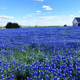 750+ Blue Lupinus Texas Bluebonnet Wildflower Seeds for Planting Home Garden Flowers