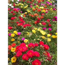 TomorrowSeeds - Double Mix Moss Rose Succulent Seeds - 10000+ Count - For 2025 Planting Flowering Succulent Eleven O'Clock Mexican Rosa Purslane Rock Creeping Portulaca Hot Weather Plant Garden Flower