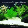 SMILE PET CLUB Aquarium Bottom Sand, Silica Sand, Medium 0.07