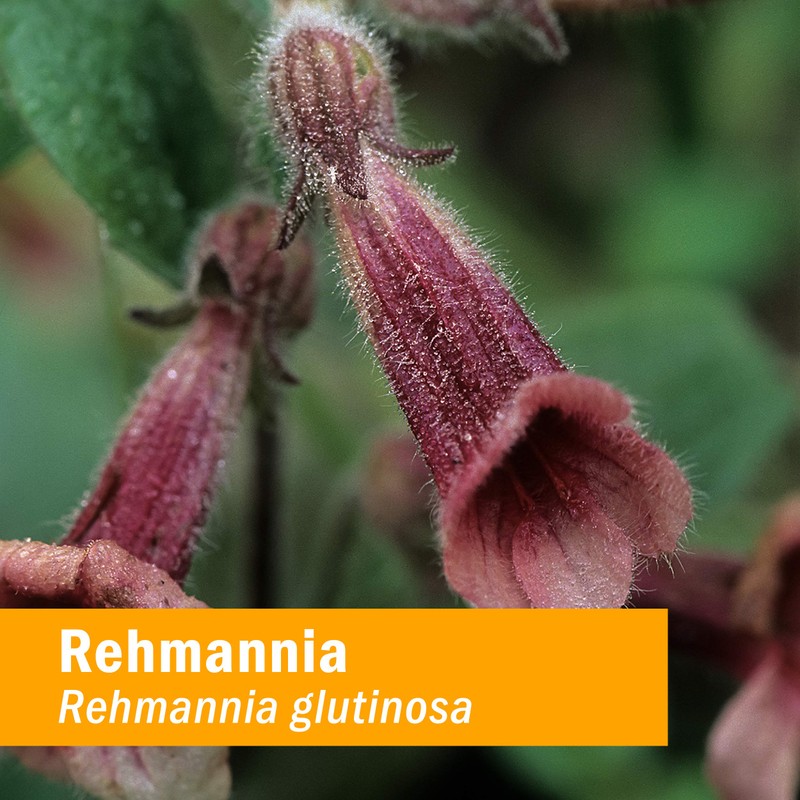 Herb Pharm Rehmannia Liquid Extract - 4 Ounce