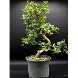 Indoorbonsaiandexotics Fukien Tea Imported Pre Bonsai, just Needs a Pot. Have 45 in Stock. Styled Trunk
