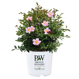 1 Gallon Proven Winners Red Tip Camellia Shrub