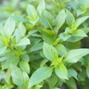 PREMIER SEEDS DIRECT - HERB - BASIL - THAI LARGE