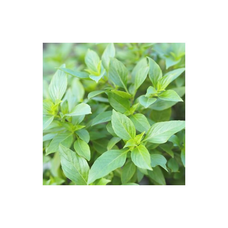 PREMIER SEEDS DIRECT - HERB - BASIL - THAI LARGE