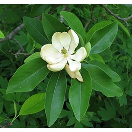 Sweetbay Magnolia Tree 1-2' in Height in a Trade Gallon Pot