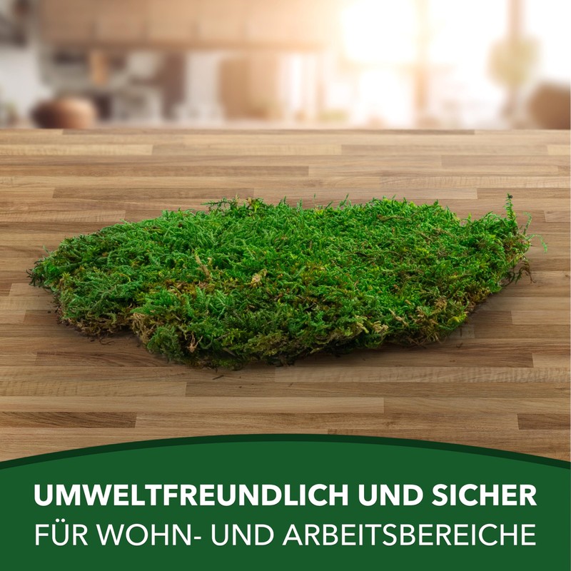 sphagnum-shop.com Plate Moss Preserved for Moss Pictures Decorative Moss Premium