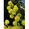 Seed-Top 100 Seeds Acacia Silver Wattle Yellow Mimosa Fresh