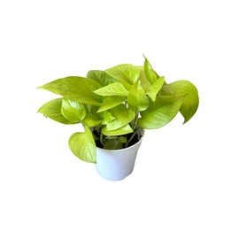 Hopewind Plants Shop- Neon Pothos, Popular and Attractive houseplant, Gorgeous Live Indoor Plant, Easy to Care and Rare Variety Green Thumbs Up 4 inch Pot