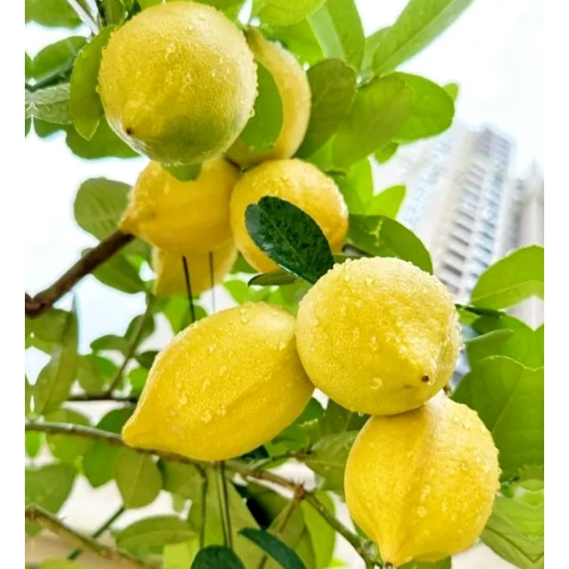 30PCS Meyer Lemon Seeds Delicious Fruit Citrus Fruit Garden Tree