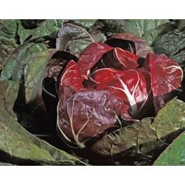 500 Rouge de Verona Radicchio Seeds for Planting Heirloom Non GMO 2+ Grams Garden Vegetable Bulk Survival Microgreems Sprouts Similar to Endive chickory