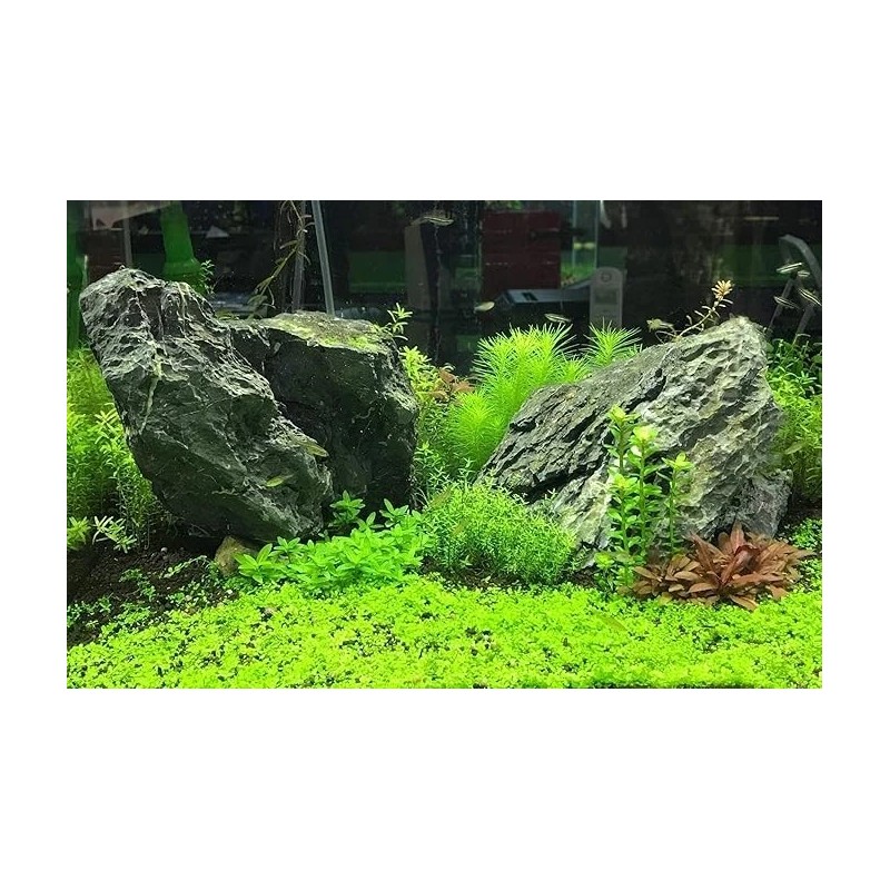 Seachem Flourish Potassium 250ml Aquarium Plant Growth Supplement No Nitrate