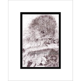 Porcupine, Limited Edition, Matted Pen and Ink Print