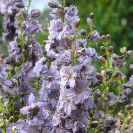 Eden Brothers Larkspur Seeds - Misty Lavender