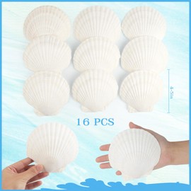 Jangostor Pack of 16 Natural Shells 10 cm - 12 cm White Shell Jacobs Shell Small Shells for Crafts Wedding Decoration Beach Theme Party Fish Tank and Vase Filler