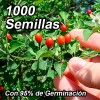 1000 Semillas De Chile Chiltepín Con Buena Germinación