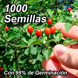 1000 Semillas De Chile Chiltepín Con Buena Germinación                                                                                                