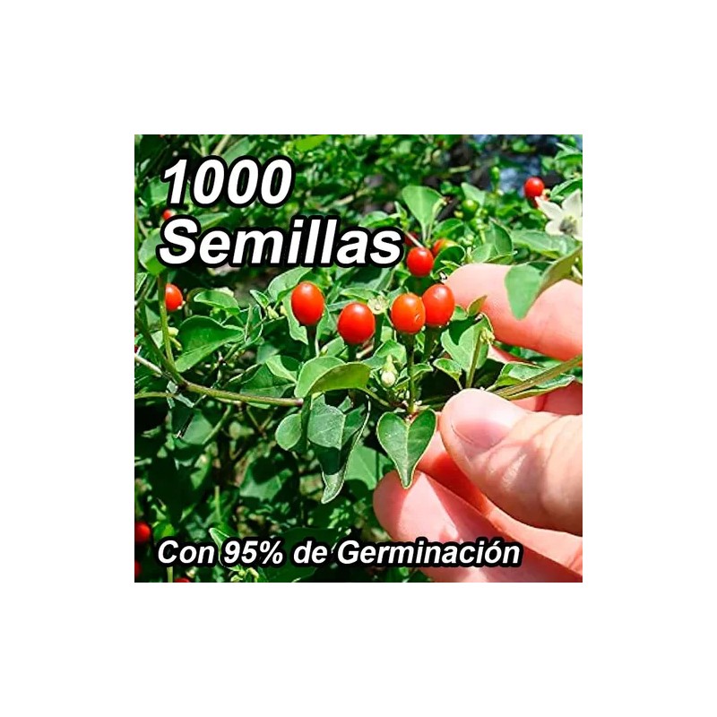 1000 Semillas De Chile Chiltepín Con Buena Germinación