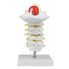 1:1 Human Cervical Vertebra Arteria Spine Spinal Nerves Anatomical Model