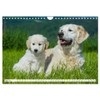Das Glück hat einen Namen - Golden Retriever (Wandkalender 2025