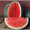 Watermelon Sugar Baby Great Heirloom Vegetable BULK Wholesale 5 Lb